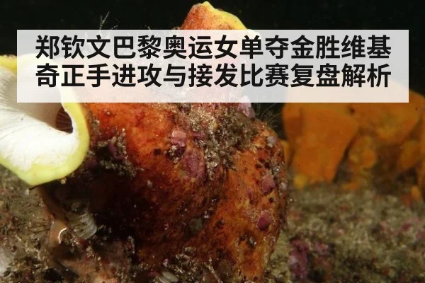 郑钦文巴黎奥运女单夺金胜维基奇正手进攻与接发比赛复盘解析
